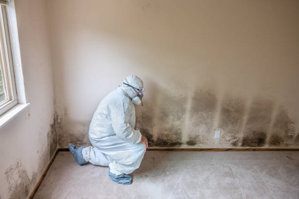 Insurance-Related Mold Remediation